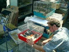 steve and animals